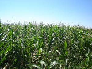 Esther Balgoma Hernando